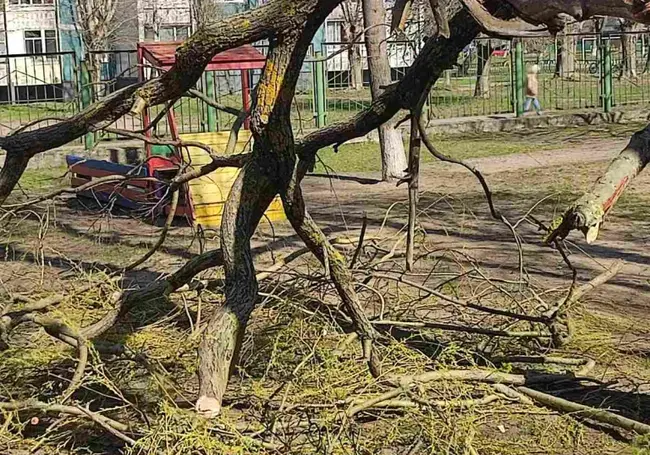 В Бобруйске во время прогулки в садике на ребенка упала ветка дерева: у малыша перелом ключицы
