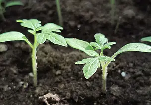 Рассада помидор притормозила рост? Подскажем, как восстановить силы растениям