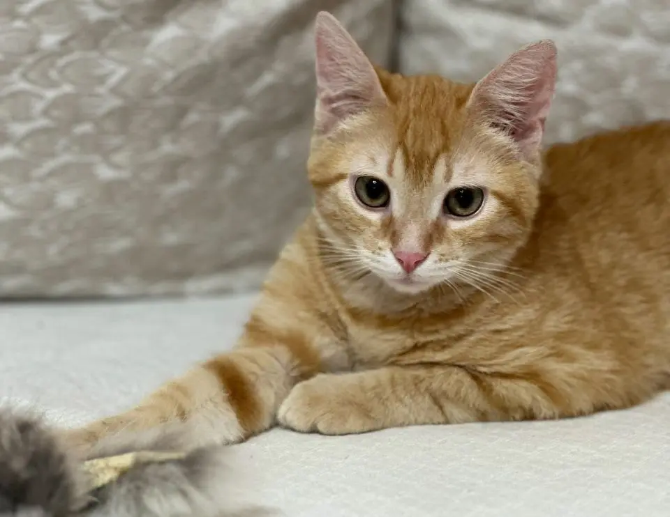 Котенок без клички.