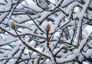 Апрель оянварел. Чего ждать от погоды в Беларуси с 7 по 13 апреля?