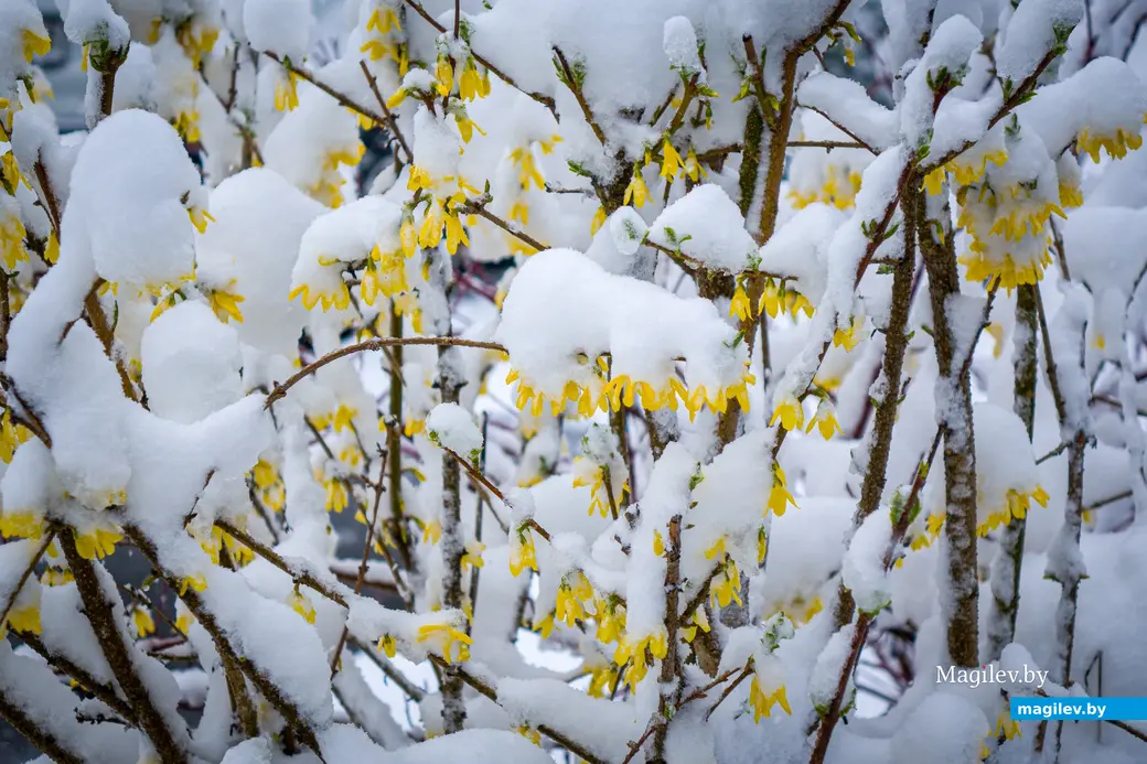 06.04.2025. Ленинский район. Апрельский снегопад. Циклон «Зион»