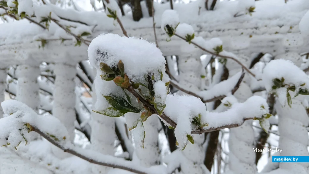   06.04.2025 г. Глуск.