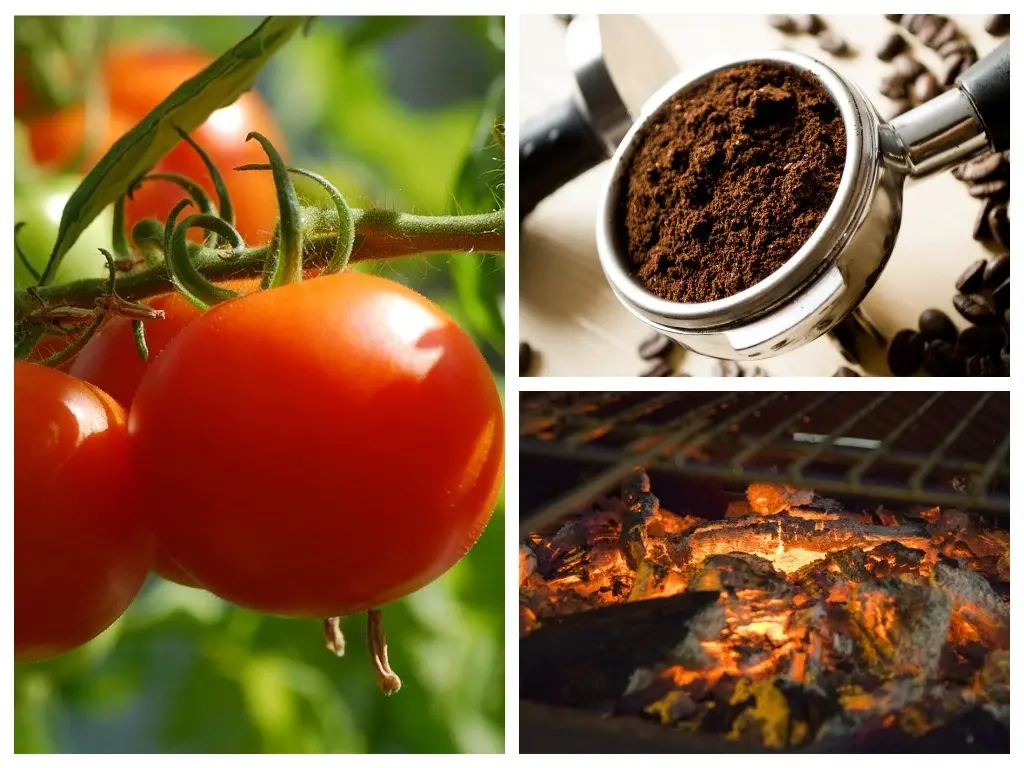 Кофейно-зольная подкормка для овощей и цветов. Фото pixabay.com.