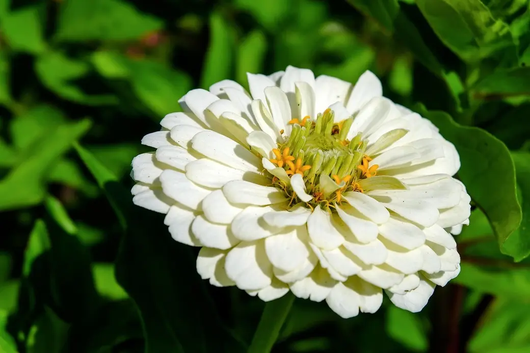 Циннии. Фото Галины Покровской.