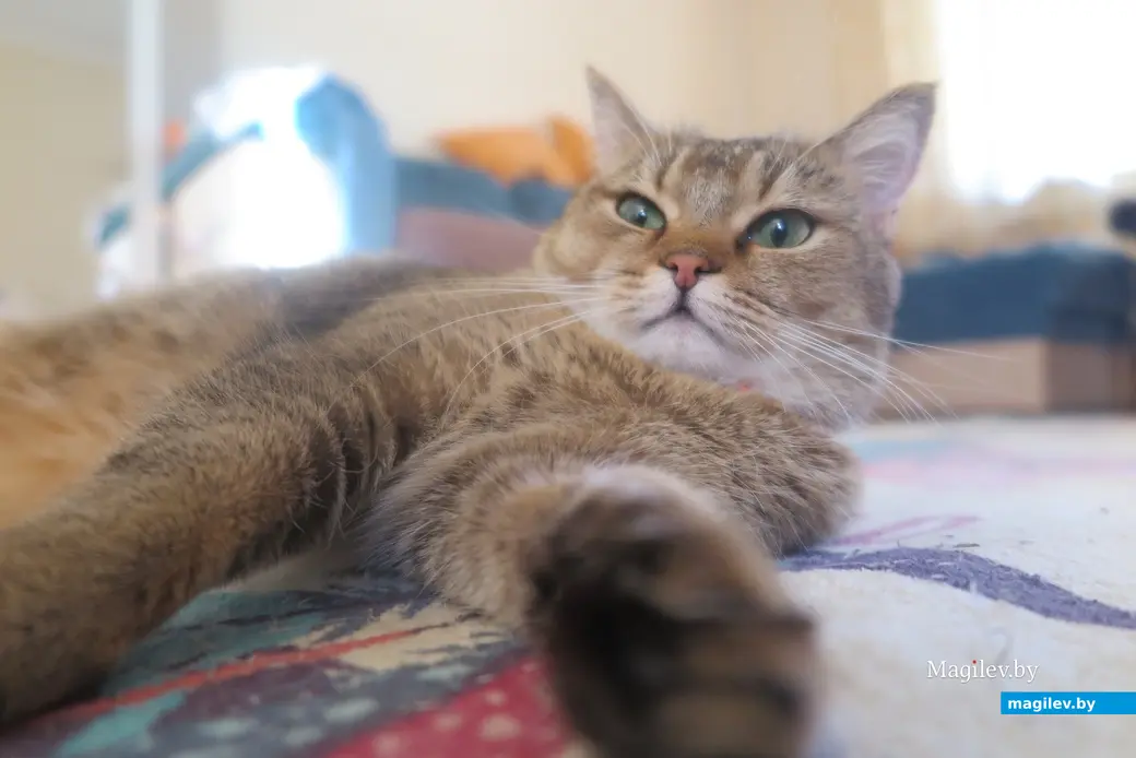 2025 г. Могилев. Не только по хвосту, но и по выражению глаз можно понять, когда наша котяра не сильно довольна.