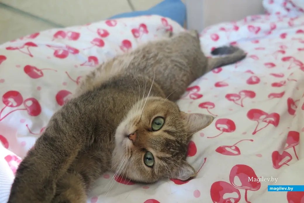 2025 г. Могилев. Барыня любит и полежать, и побегать.