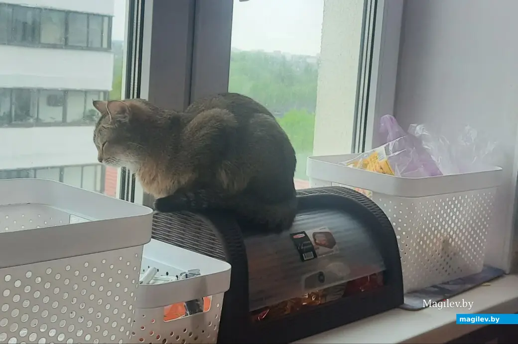 2024 г. Могилев. Посидеть на окне или на балконе - тоже занятие по душе.