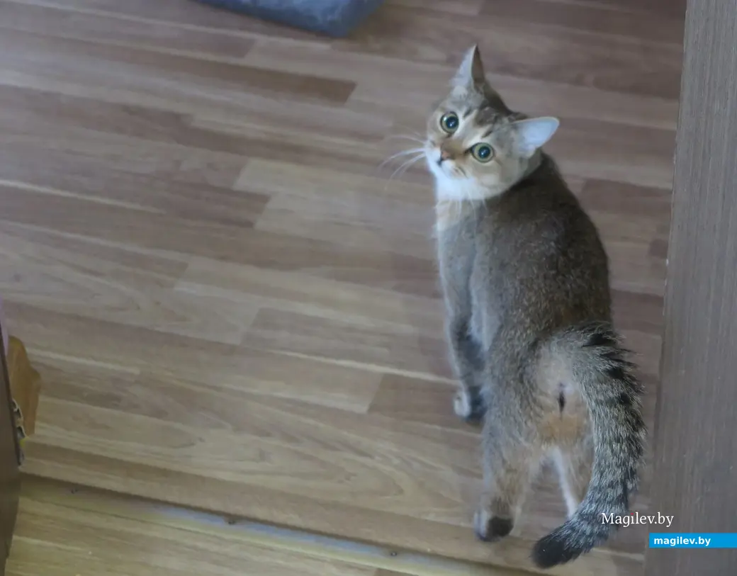 2025 г. Могилев. Британцы - умнейшие коты. Проверено на Груне.