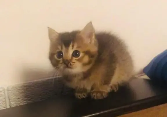 2022 г. Могилев. Такой была Грунька, когда мы ее забрали домой.