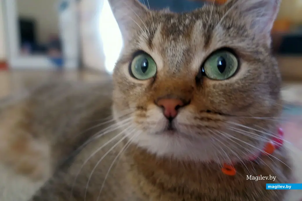 2025 г. Могилев. Эй, хозяева, знайте: я не люблю оставаться дома одна!