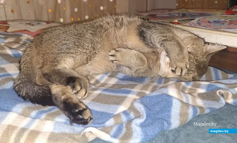 2025 г. Могилев. Любимая поза нашей британской леди.