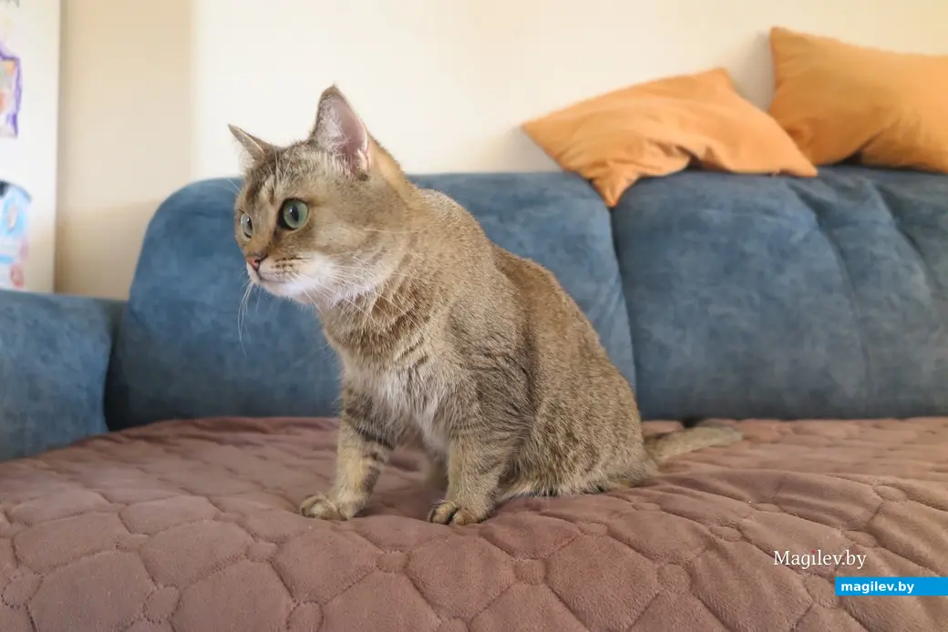 2025 г. Могилев. Ее Мяучество Груша.