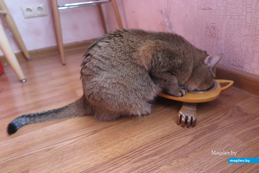 2025 г. Могилев. Голодным можешь ты не быть, но попросить еду обязан!