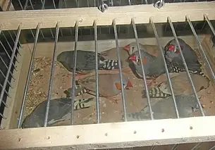 Россельхознадзор не впустил из Беларуси машину с хомяками и попугаями