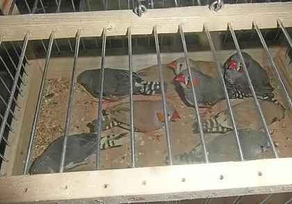 Россельхознадзор не впустил из Беларуси машину с хомяками и попугаями