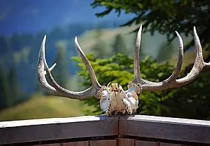 В Могилеве пройдет бесплатная оценка охотничьих трофеев