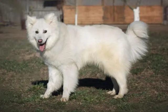 Идеальный мистер по кличке Андрей.