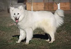 Кошка Черничка, пес Вилли и идеальный мистер Андрей: кто ищет хозяина в Могилеве