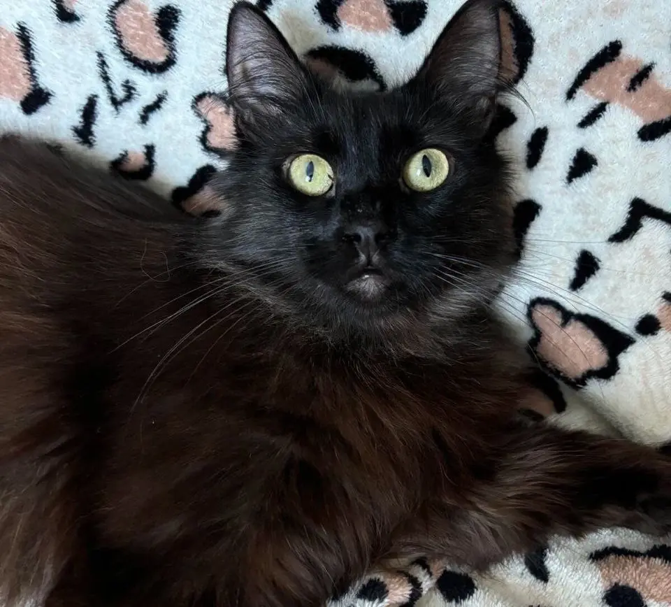 Кошка Черничка.