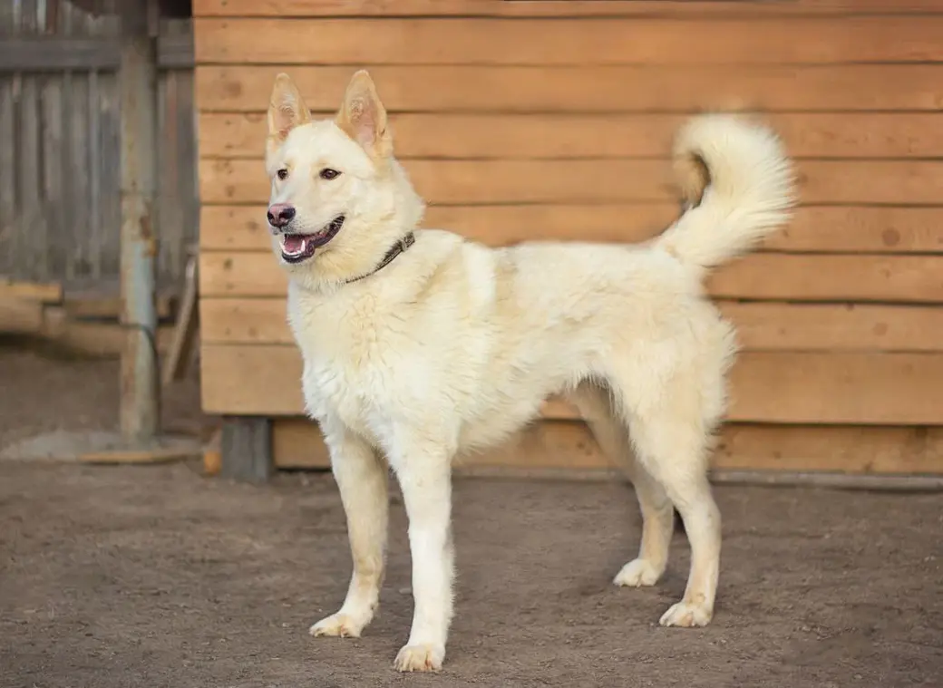 Собака без клички.