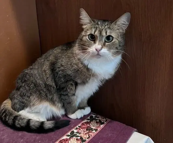 Кошка Катя.