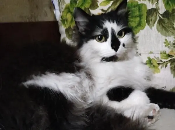 Молодая кошечка Нона.