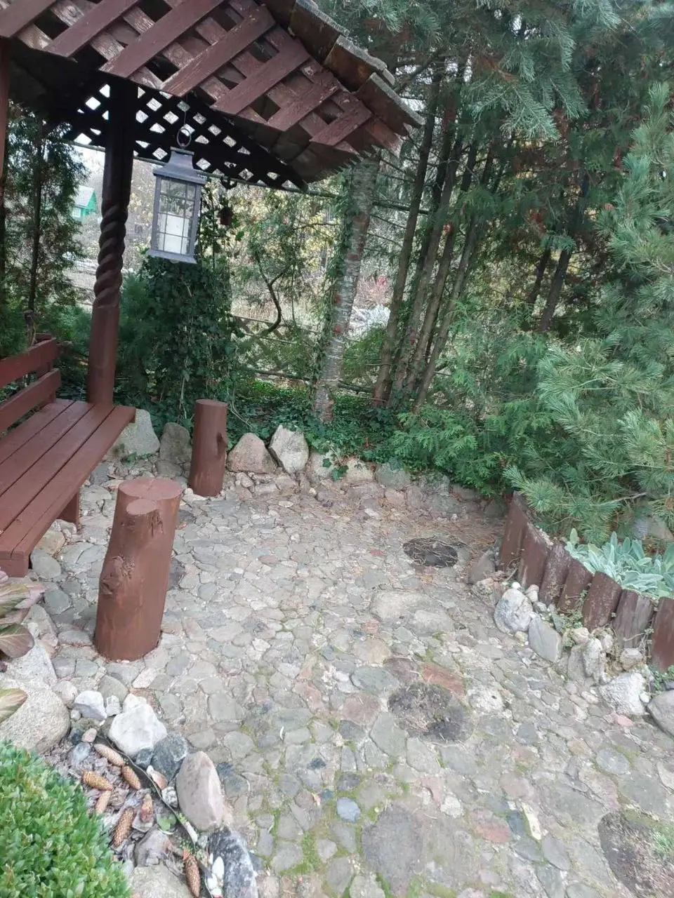 Станция Понизов Могилевской области. Зона отдыха. Вокруг скамейки растения Крыма: пихта европейская, сосна горная, туи, кустарник самшит, лиана плющ обыкновенный,