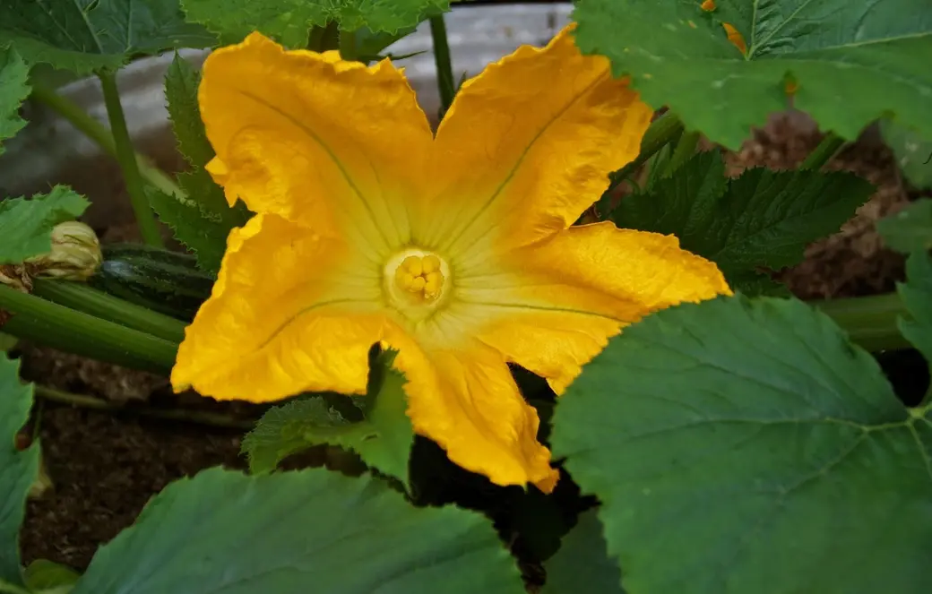 Кабачки на балконе. Фото pixabay.com.