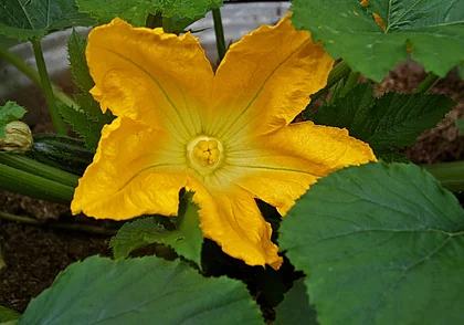 Кабачки очень просто вырастить на балконе. Рассказываем как