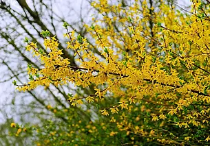 Погода 15 апреля будет баловать могилевчан теплом: прогнозируется до +20°С