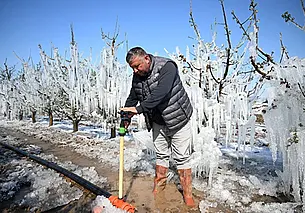 Сильнейшие за 30 лет заморозки нанесли ущерб фруктовым садам и виноградникам в Турции