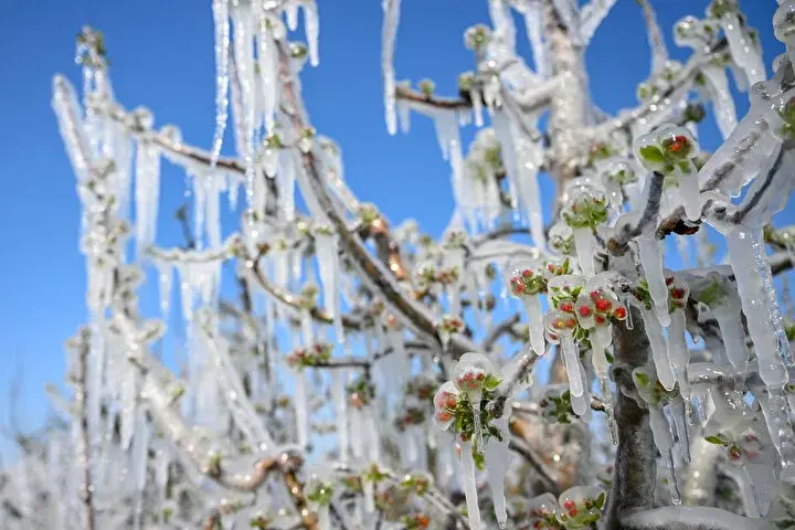 Турецкие фермеры стали использовать необычные методы предотвращения ущерба из-за заморозков. Ледяная корка позволяет защитить растения от отрицательных температур..