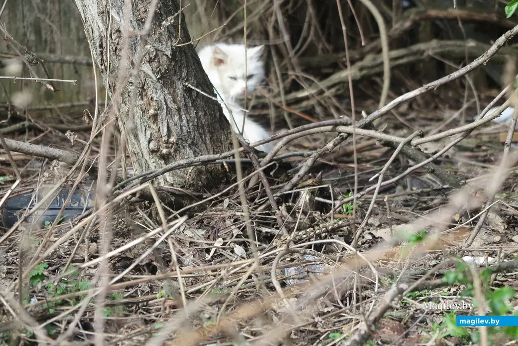 13.04.2025 г. Могилев, Заднепровье. Надеемся, что своих домашних животных выселенные из частных домов забрали...