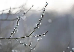 Переменная облачность и до 19 градусов тепла: какую погоду ждать в Могилеве 14 апреля