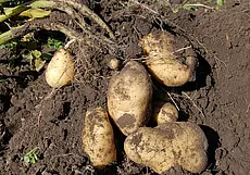 Почему сырой картофель нельзя хранить в холодильнике и замораживать?