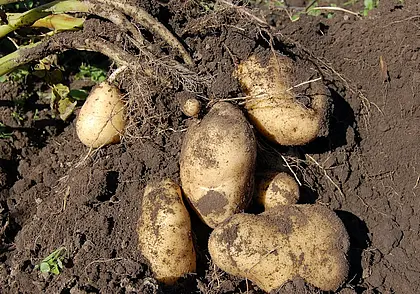Ошибки в выращивании картофеля, которые снижают качество урожая