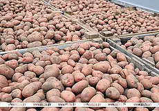Махинации с продажей картофеля в Кировском районе привели инженера-технолога на скамью подсудимых
