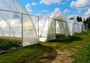 Как обновить грунт в теплице? На выбор два варианта