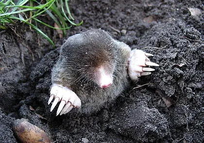 Кофейная гуща, бархатцы или забор? Как гуманно выгнать крота с огорода