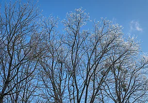Мокрый снег, гололед и около 0°Ϲ: погода в Могилеве 23 февраля