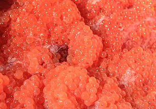 В Могилевской области построили комплекс по производству красной икры