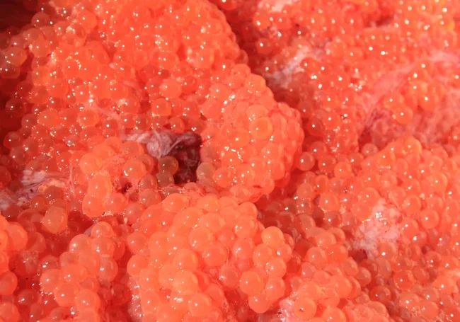 В Могилевской области построили комплекс по производству красной икры