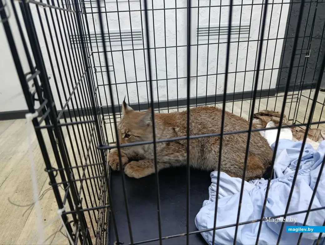 28.12.2025. Бобруйск. Хищника доставили в ветклинику.