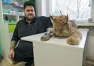 В Бобруйском районе из капкана спали молодую рысь. Узнали, что дальше с животным