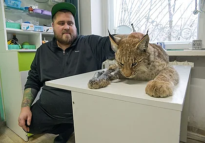В Бобруйском районе из капкана спали молодую рысь. Узнали, что дальше с животным