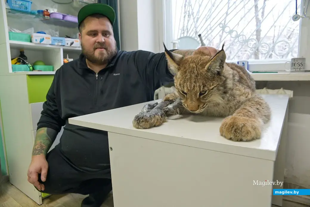 29.12.2025. Бобруйск. Спасенная рысь под наблюдением ветеринара Григория Белягова.