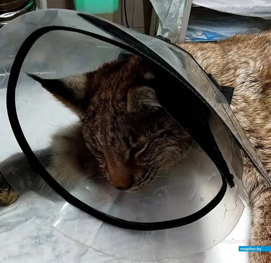 28.12.2025. Бобруйск. Спасенная рысь готовится к операции.