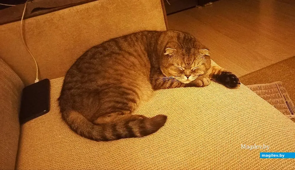 28.12.2025. Мой любимый котик Масик тоже всегда ждет звонка. чтобы дать мне команду включится в дело помощи казимировским мурлыкам.