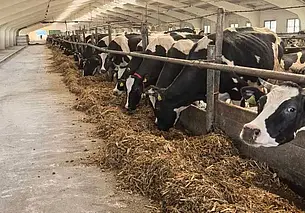 Прокуратура добилась возмещения ущерба с виновных за погибший скот в Могилевском районе