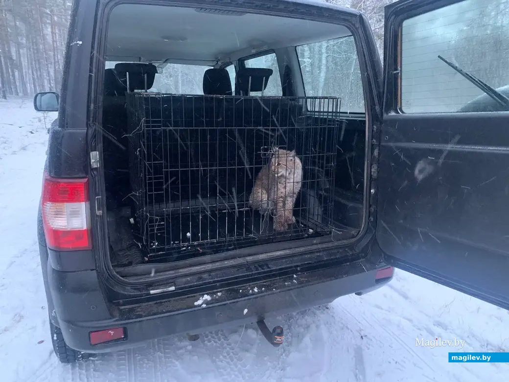 28.12.2025. Бобруйский район, деревня Мальево. После спасения из капкана рысь поместили в клетку. для перевозки в город.